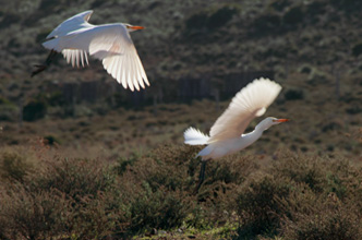 Uccelli vicino al Cortijo del Fraile © OM