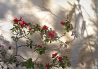 La Casa de La Buganvilla, affitare a CAbo di Gata © OM