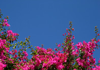 Garden of the houses in Las Presillas © OM