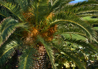 Jardín de las casas © OM