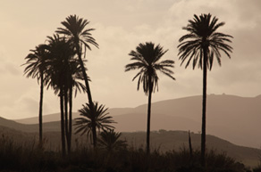 Palm trees of Playazo © OM