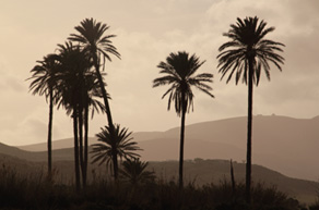 Palmeral del Playazo © OM