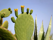 Jardín de las casas © OM