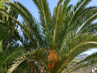 La Casa de La Palmera to rent in Cabo de Gata © OM